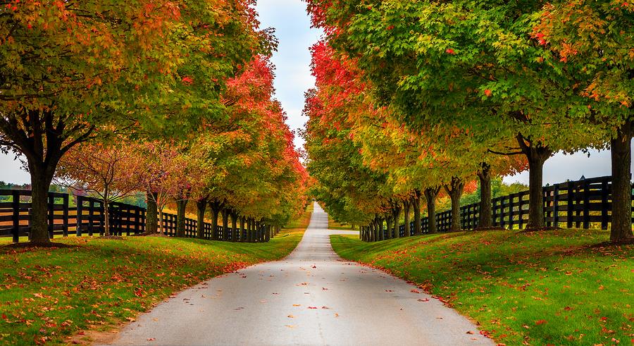 Best Places to see the Fall Leaves in Kentucky