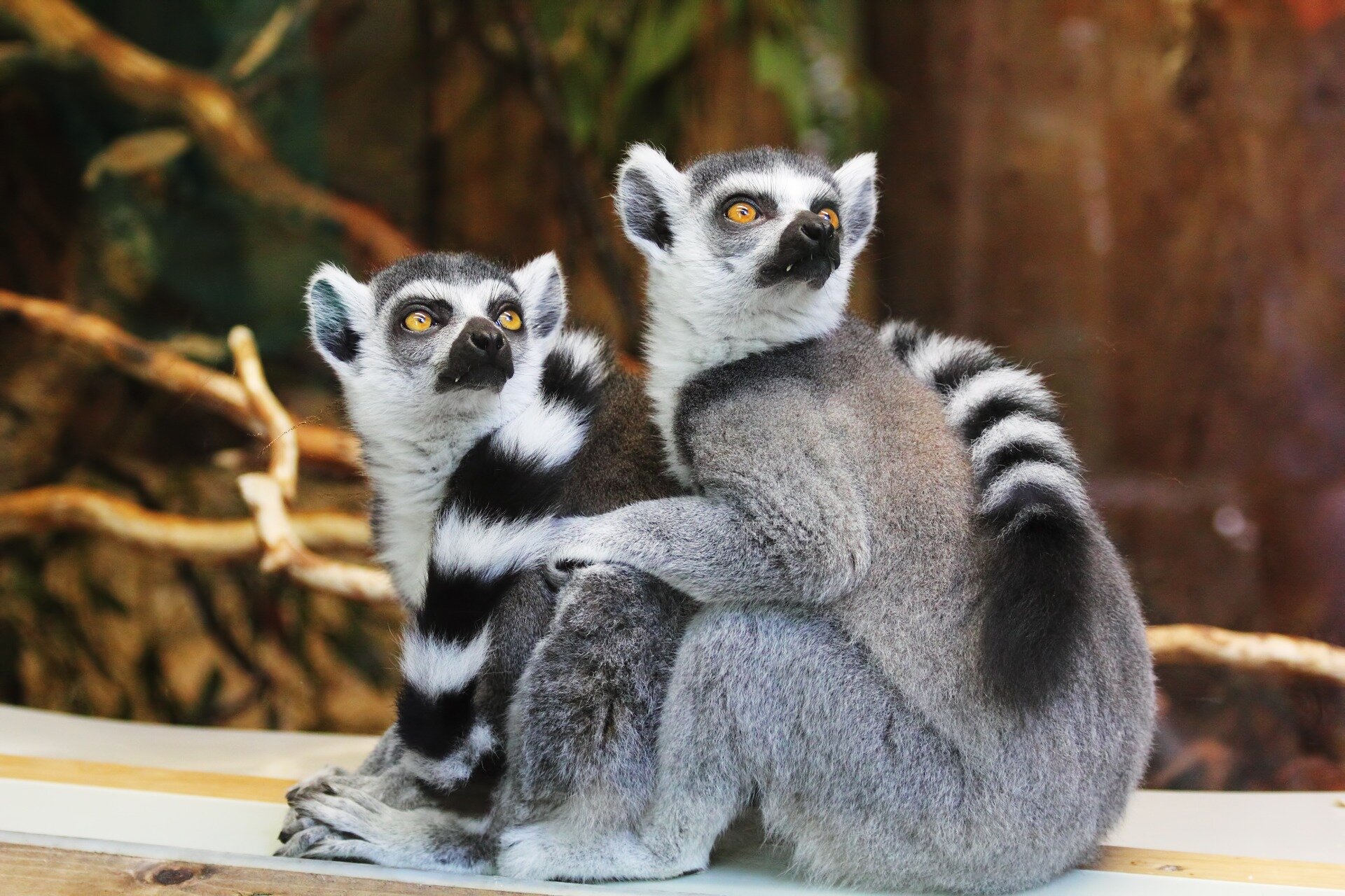 two lemurs looking