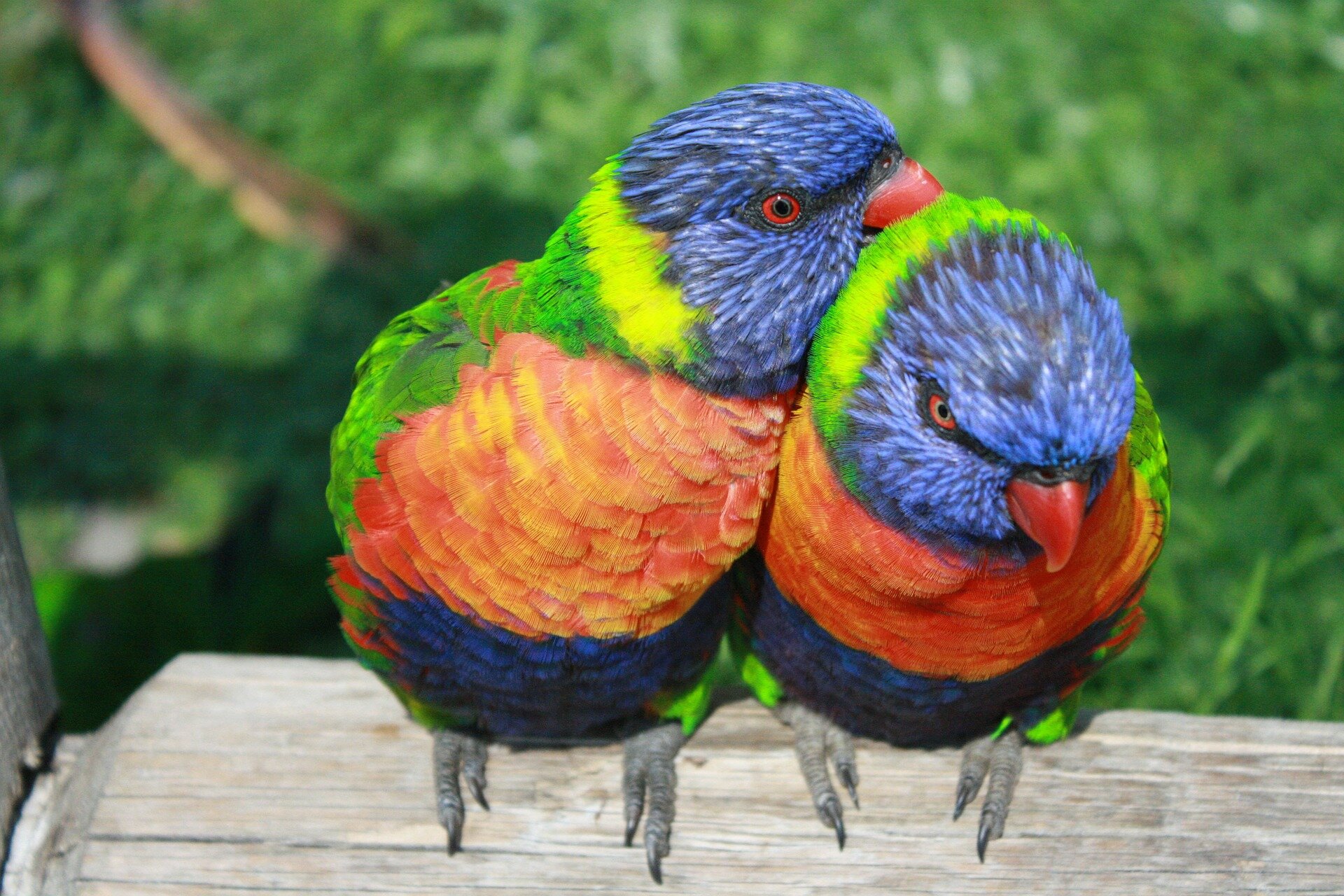 rainbow lorikeets snuggling