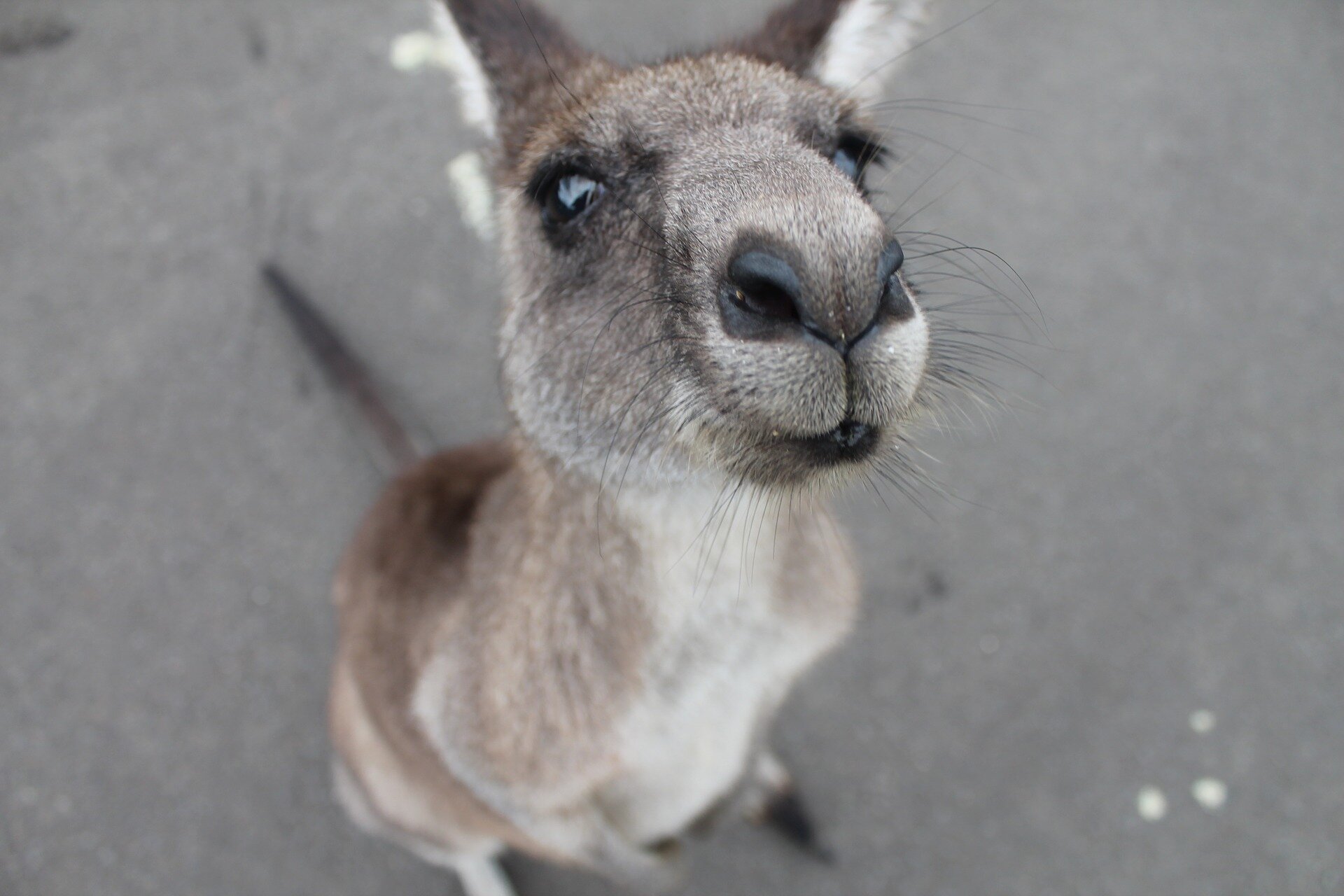 kangaroo nose