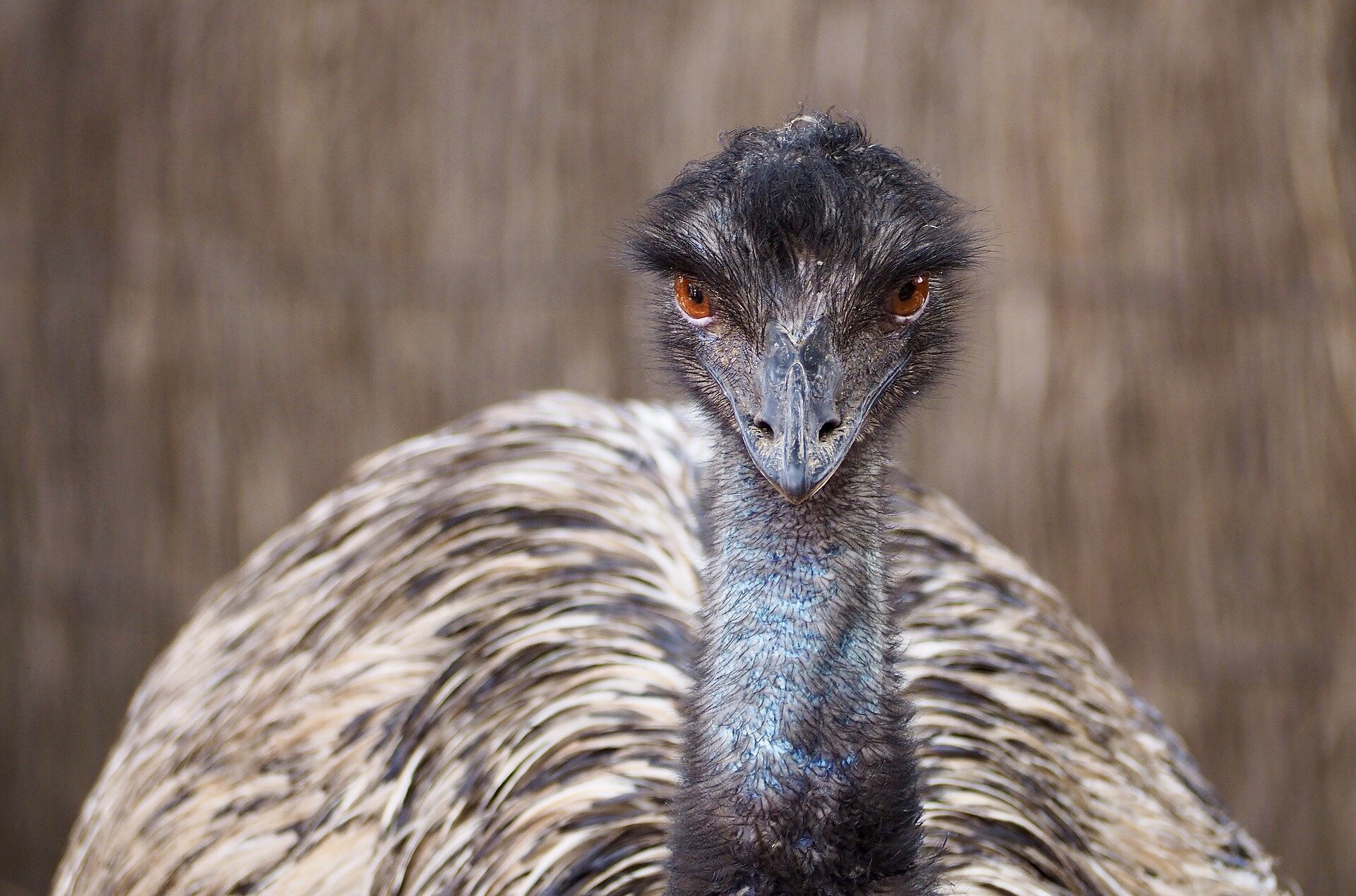 emu looking angry
