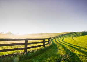 Country Fence green grass