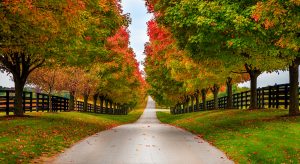 Fall Color trees road